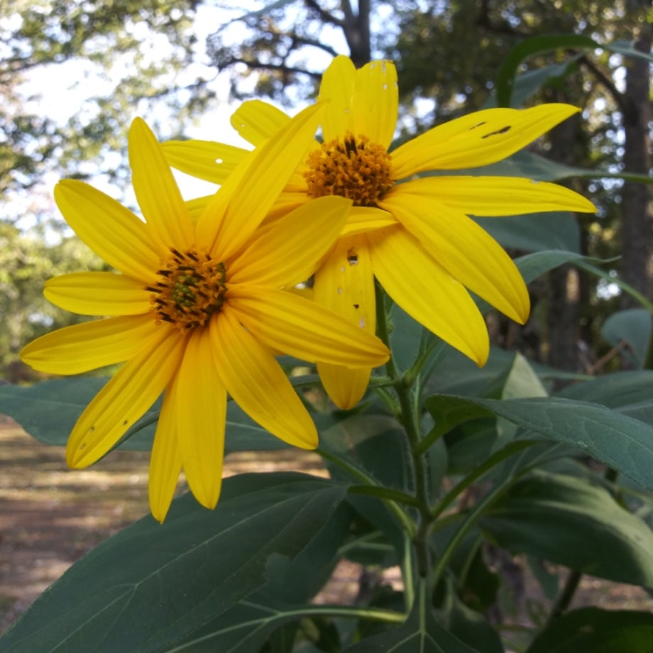 helianthus-tuberosus-jerusalem-artichoke-grand-prairie-nursery
